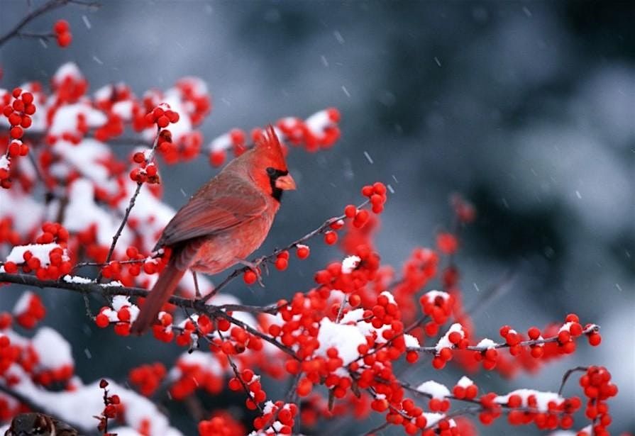 Feathered Friends in Frosty Weather: Winter Bird Garden Workshop, 4 October | Event in Frankford | AllEvents