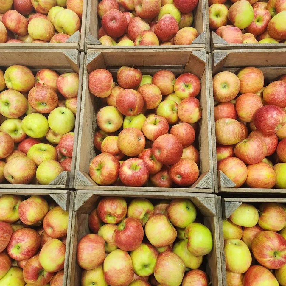 Fall Music Festival & Apple Picking , Way Fruit Farm, Port Matilda, 12