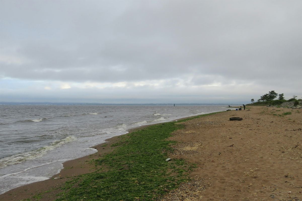 Lemon Creek Pier Cleanup, 16 August | Event in Staten Island | AllEvents