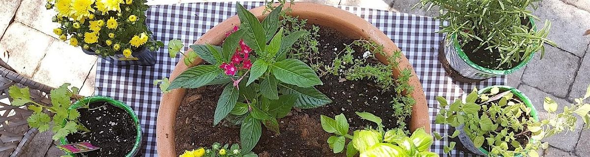 8-9-2025  Flowers and Herbs in Containers, 9 August | Event in Land O Lakes | AllEvents