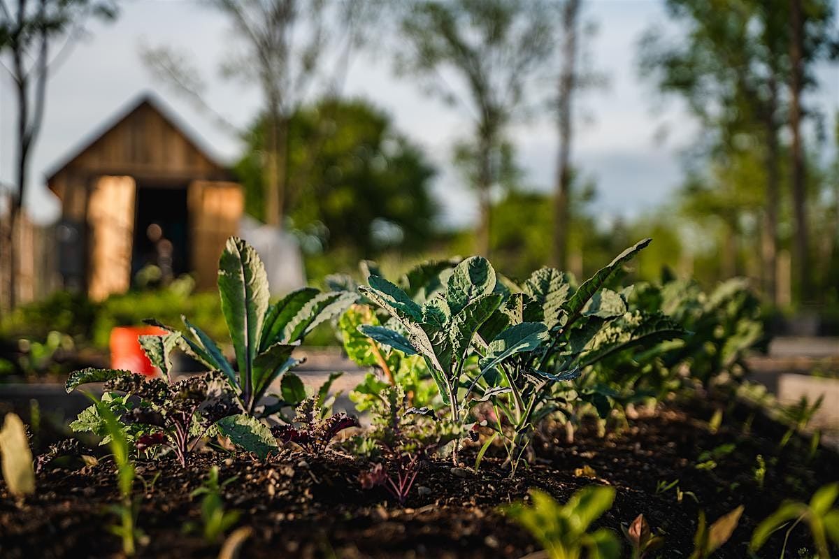 From Garden to Cup: Herbal Concoctions with LaLa, 31 July | Event in Poughkeepsie | AllEvents