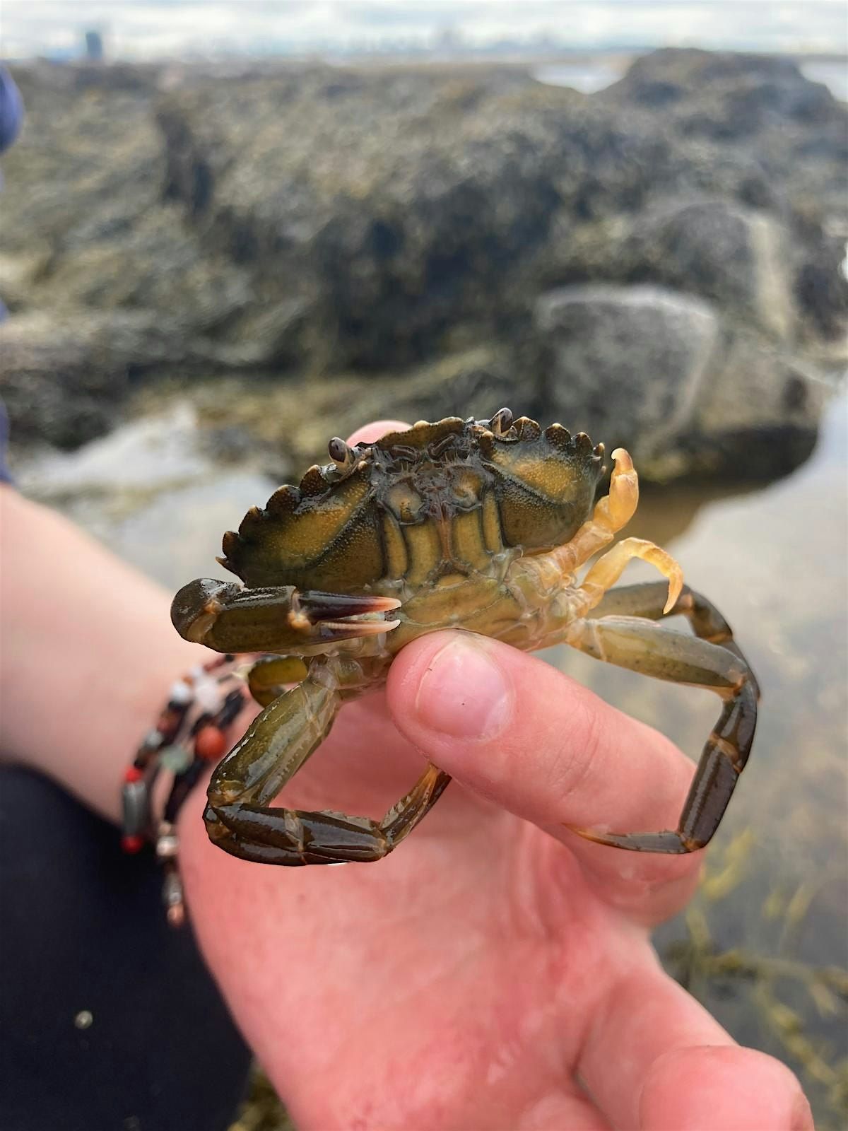 Coastal Discovery Beachcombing, 25 October | Event in Aberdeen | AllEvents