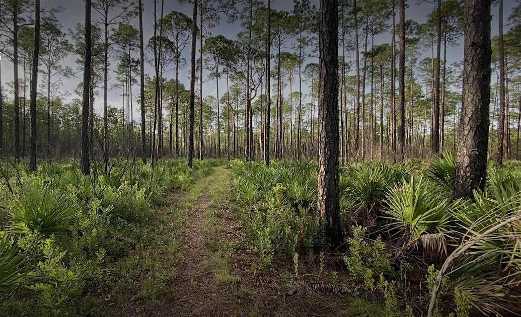 Goethe State Forest Bioblitz, 4 October | Event in Dunnellon | AllEvents