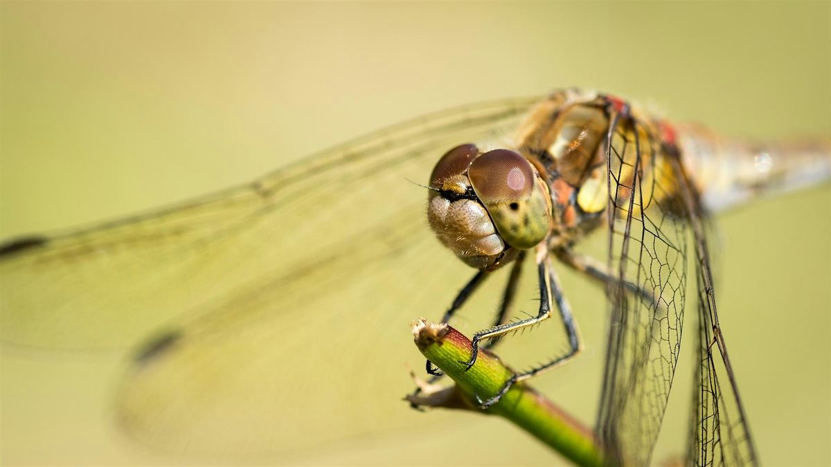 Photography Workshop ‘Close-Up & Macro Nature Photography’ with Daniel Bridge, 25 October | AllEvents