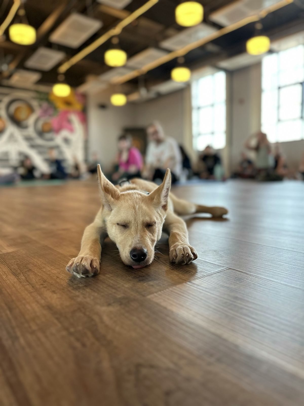 Rescue Puppy Yoga -  The Physio Revolution, 15 June | Event in Denver | AllEvents