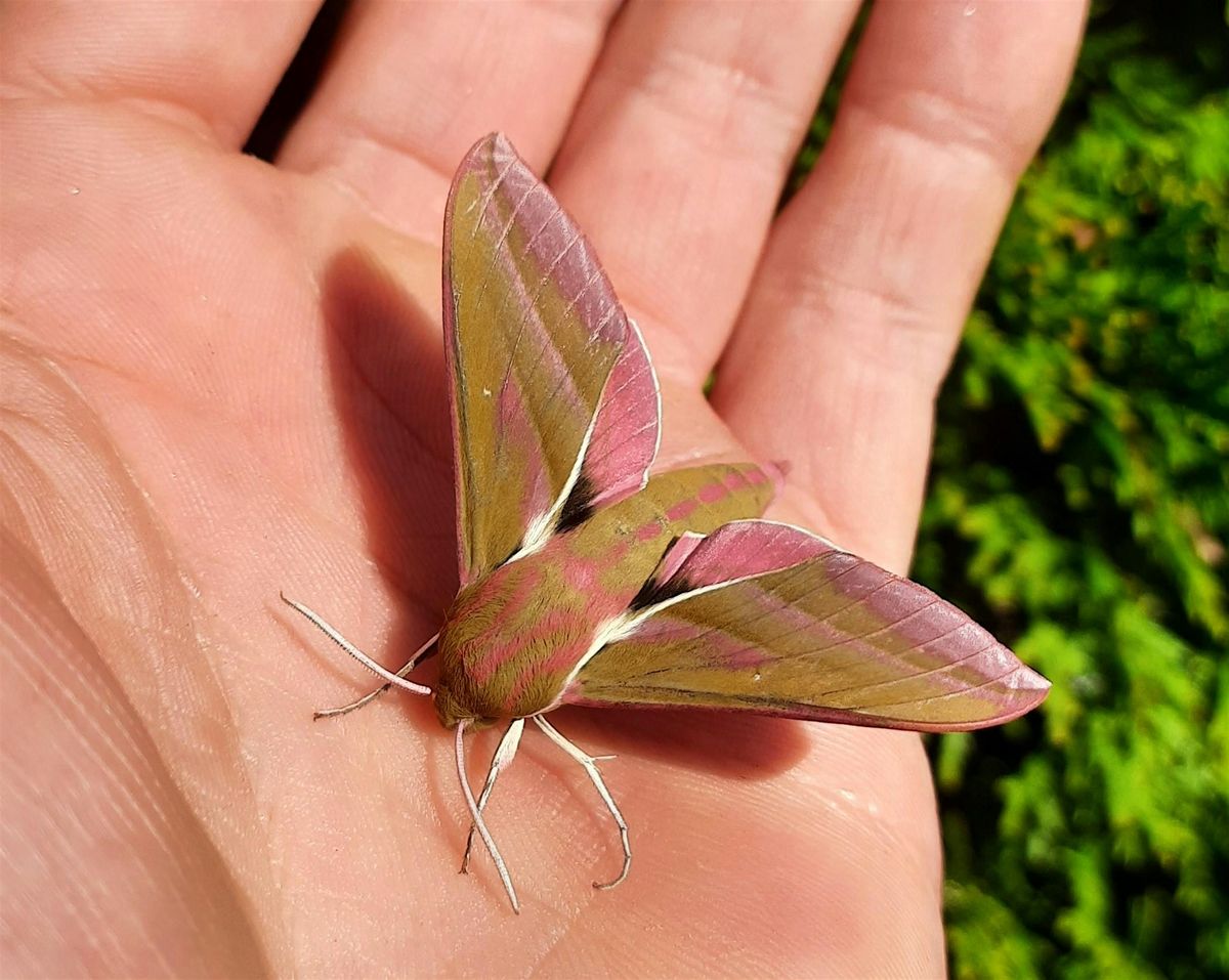 Moth Morning at Winton Recreation Ground, 11 October | Event in Bournemouth | AllEvents