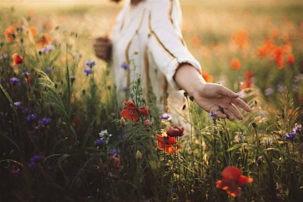 The Medicine of Aromatic Flowers: An Introductory Plant Immersion, 7 November | Event in Griffith | AllEvents