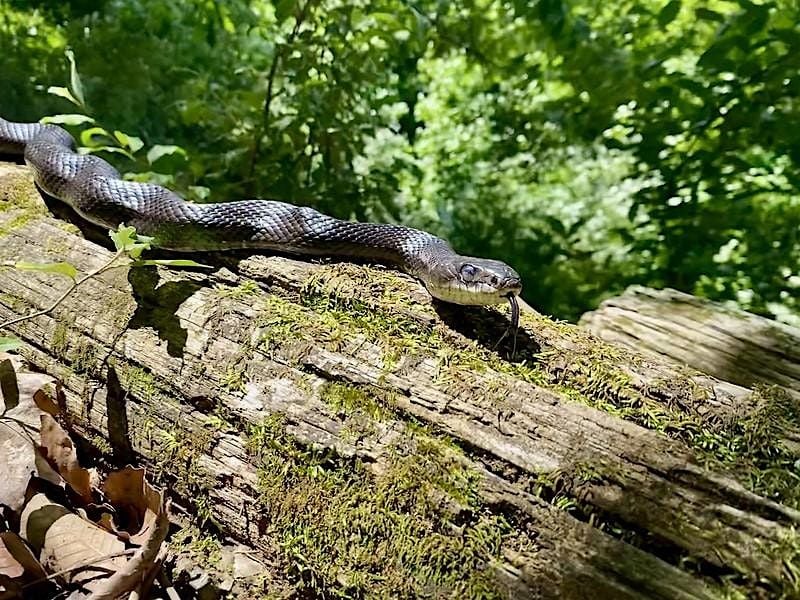 Snakes of Seven Bends, 20 September | Event in Woodstock | AllEvents