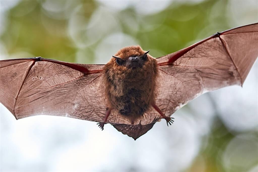 AUTUMN EQUINOX EVENING BAT TALK AND WALK - ALEXANDRA PARK - 20.09. 2025