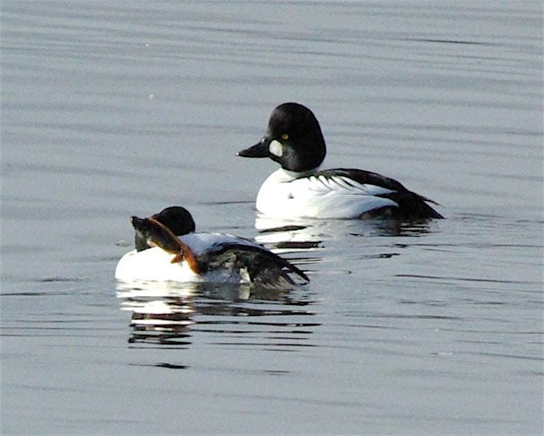 Beginning Bird Watching: Instructions & Short Walk, 16 November | Event in Fremont | AllEvents