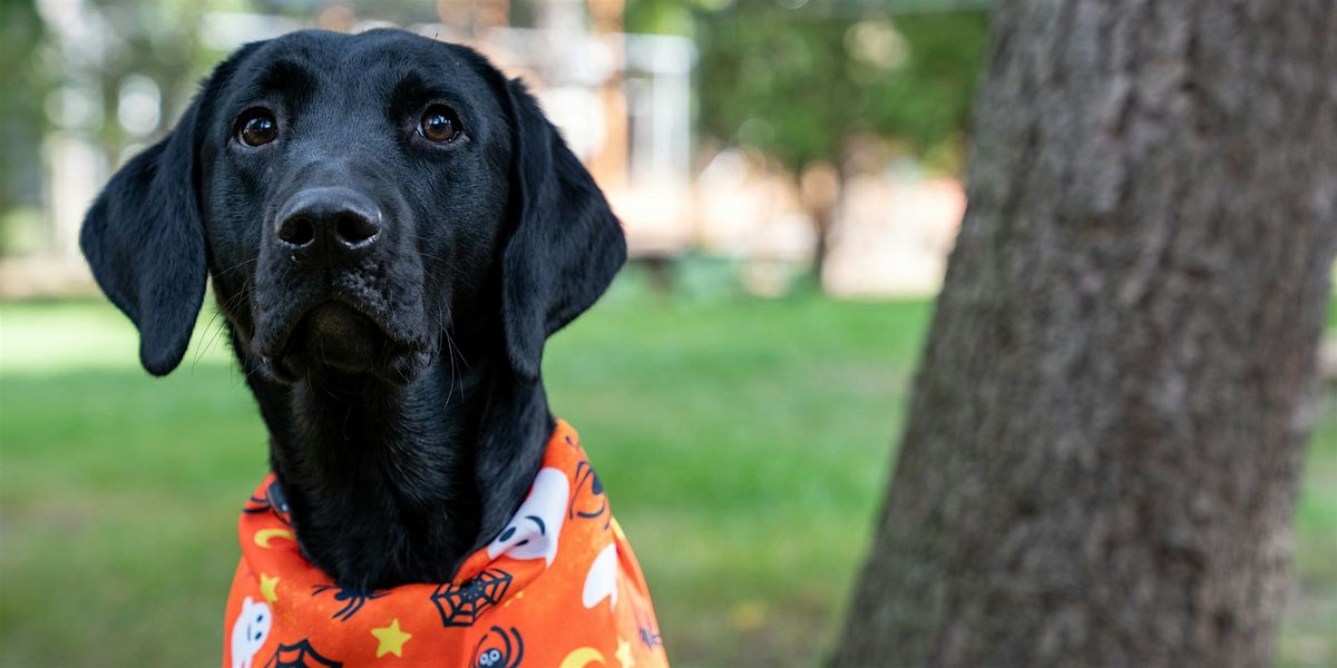 SNIFFari through the Park | Event in Niagara Falls | AllEvents