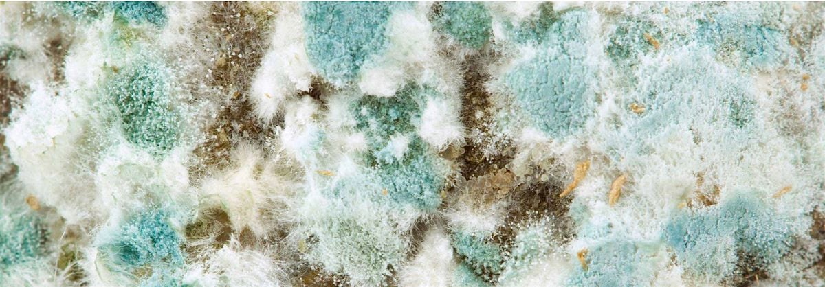 Training, Tips, and Tools for Mold Assessment, Remediation, and Prevention, 23 October | Event in Augusta