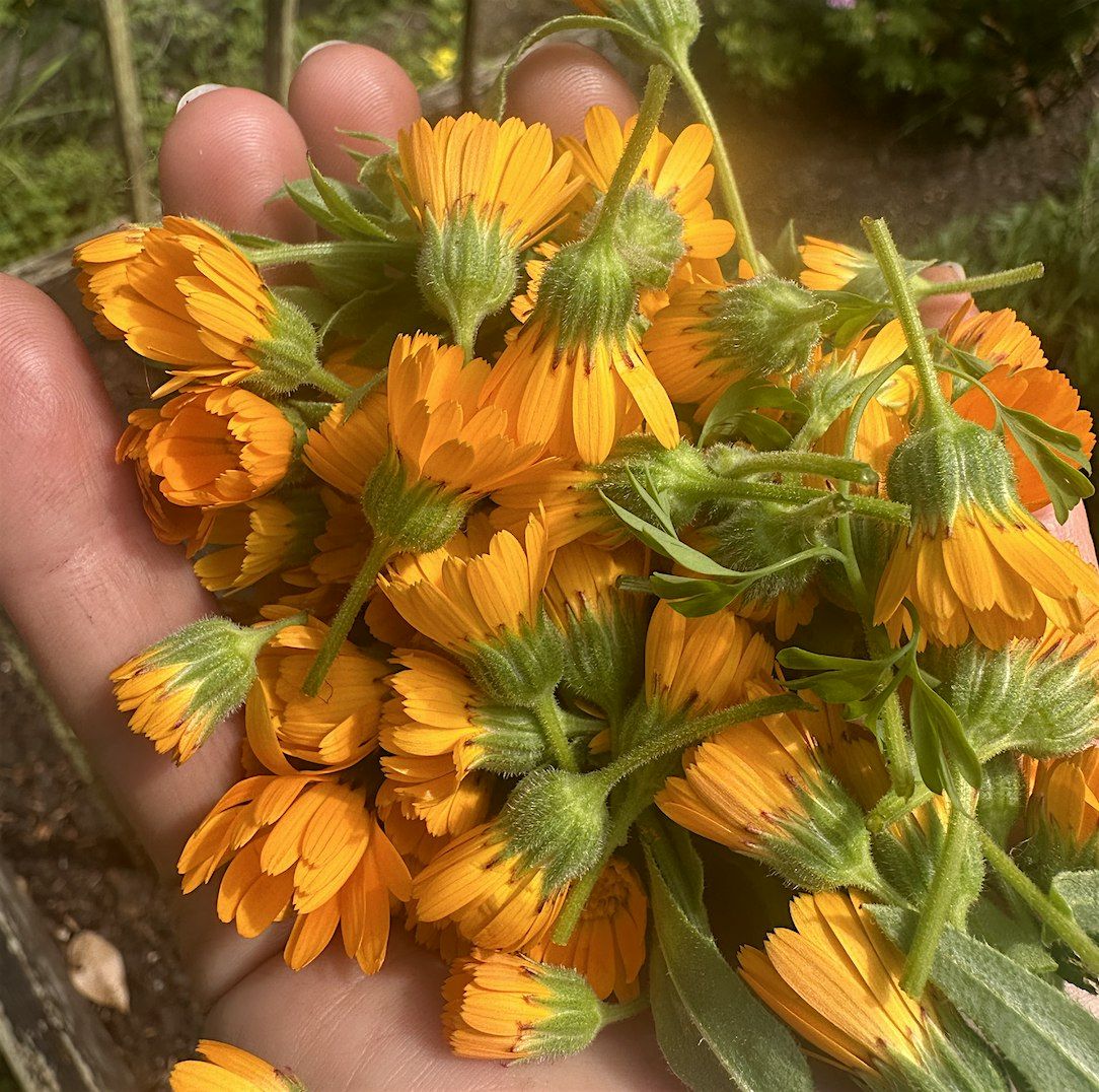 Herbal Medicine Making Circle in White Crane Springs Garden with Calendula, 10 August | Event in San Francisco