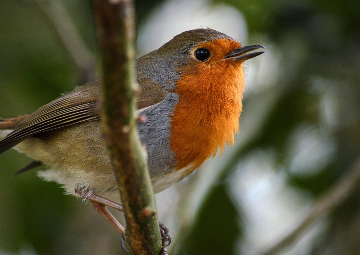 Bird Painting Workshop at Dragonfly Cafe, 1 December | Event in Oaksey | AllEvents