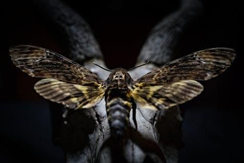 Deaths Head Hawk-Moth Pinning, 6 October | Event in Salem | AllEvents