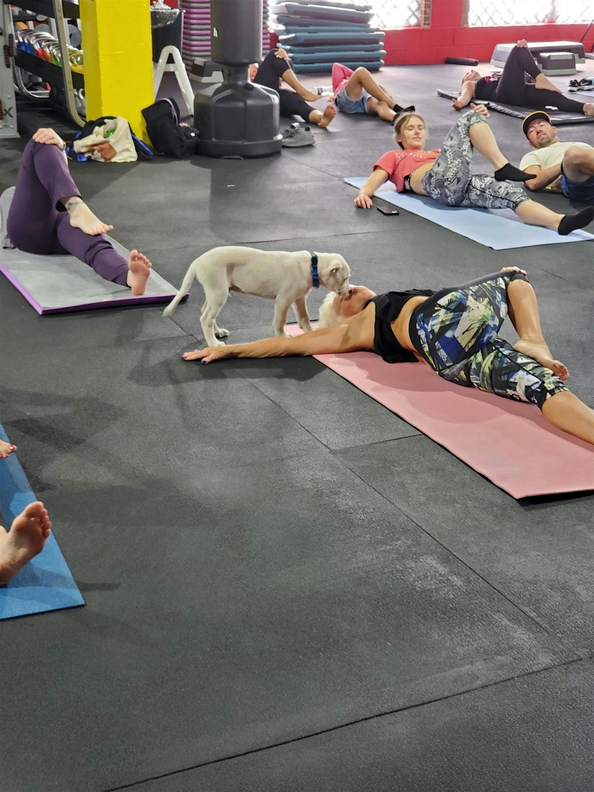 DNYP - Puppy Poses at Crunch Marlboro!, 7 June | Event in Marlboro Township | AllEvents