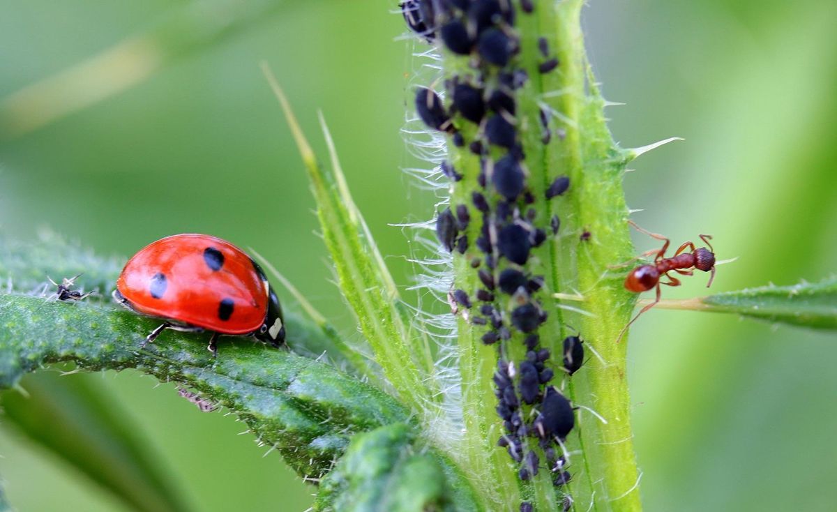 Eco Friendly Pest Control Has Ancient Roots