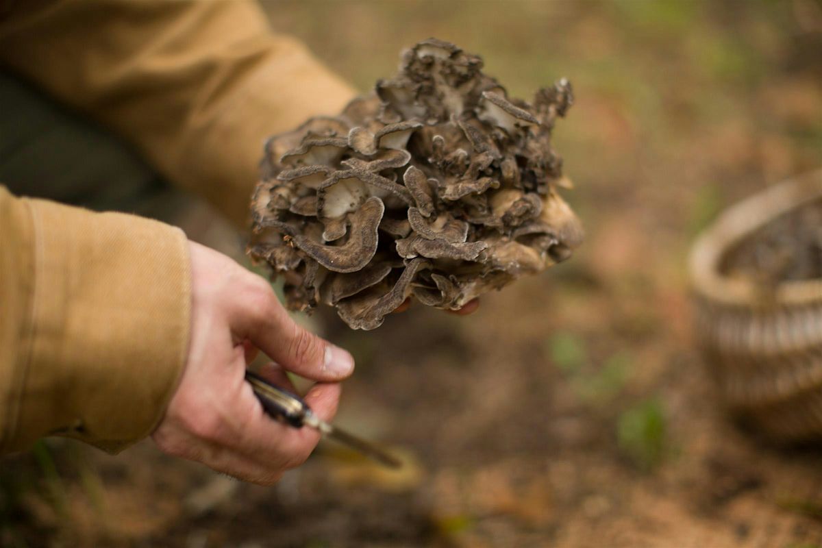 Premiere Series: Getting Wild—Mushrooms, Fungi,  and Natural Wine—$150, 26 April | Event in Cambridge