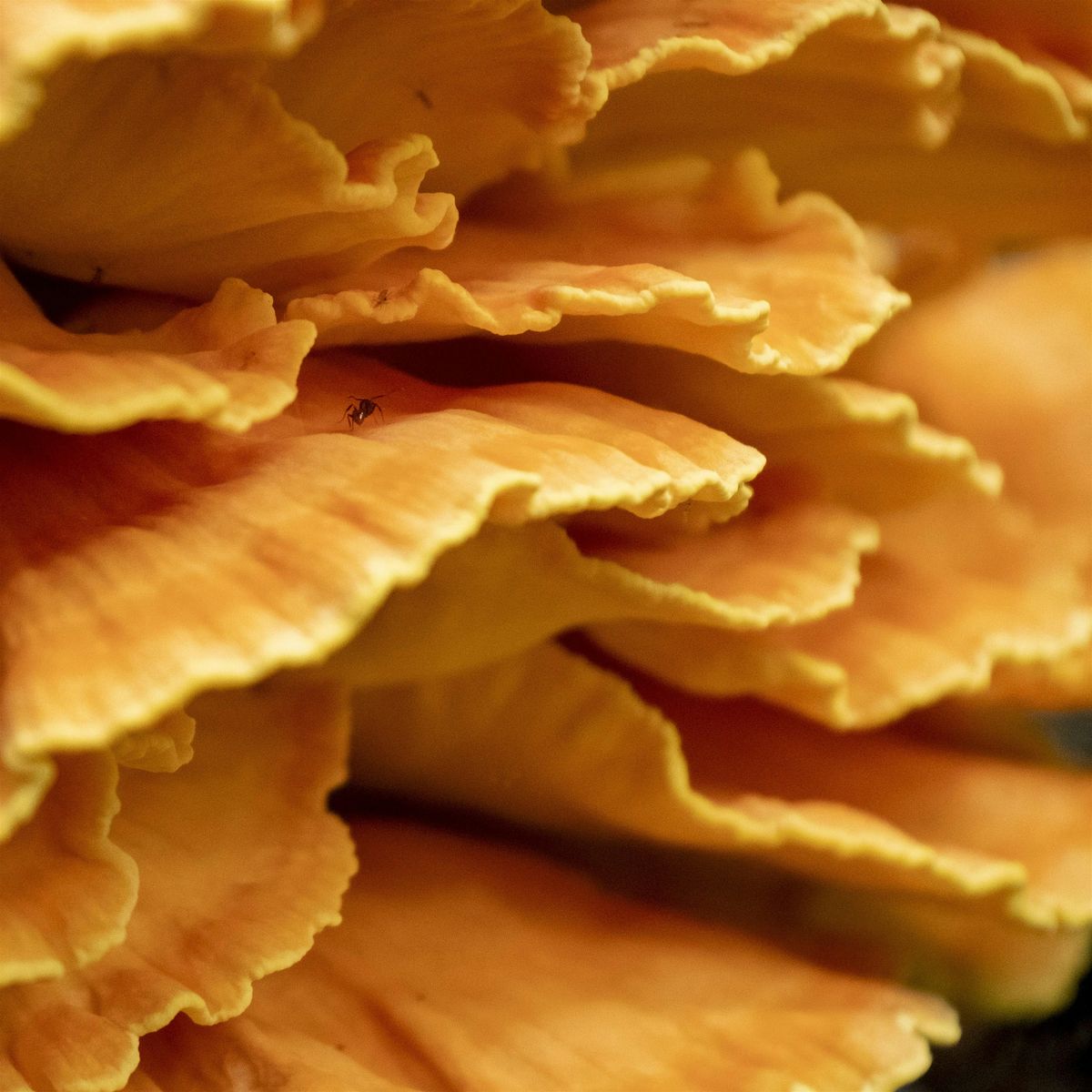 Introduction to Mushrooms & Cultivation, 3 May | Event in Asheville | AllEvents