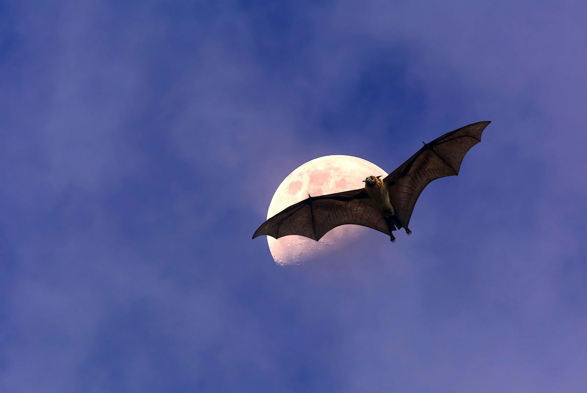 Bat House Building "Pop-Up" Workshop (1 p.m. session), 25 June | Event in Nashville | AllEvents