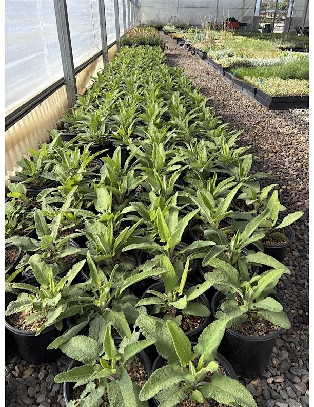 CA Native Plant Nurseries Meet and Greet at TOLN, 6 December | Event in San Juan Capistrano | AllEvents