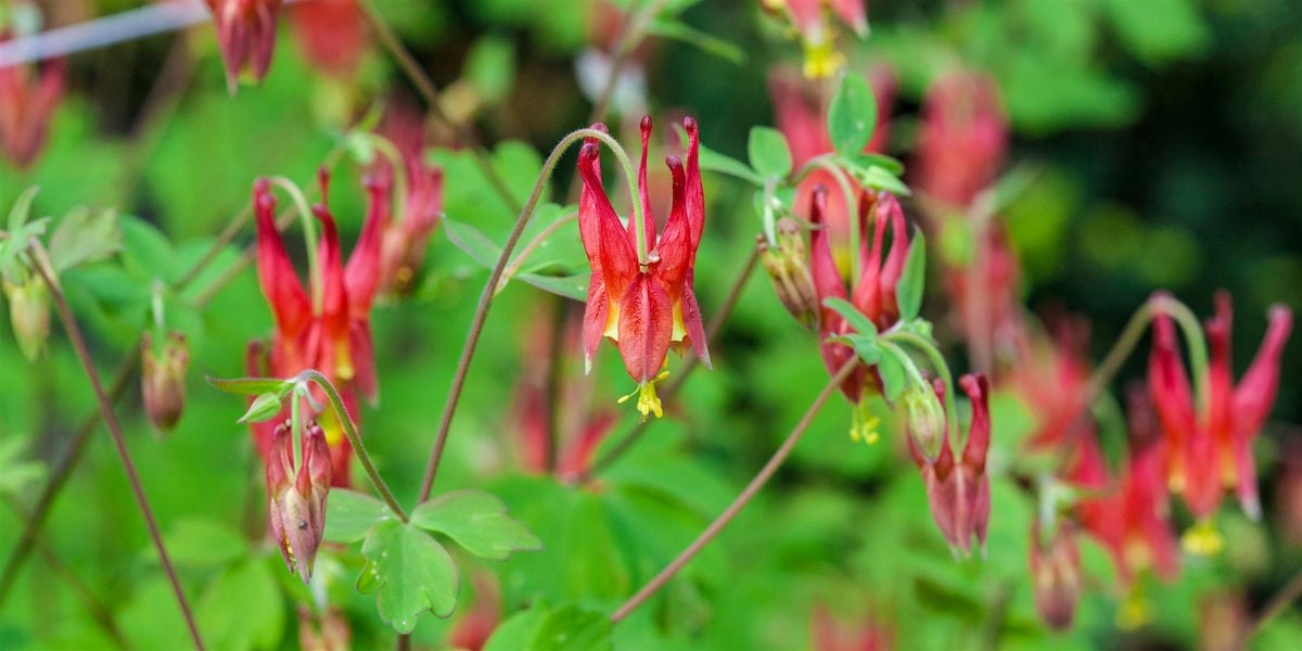 GORGEous Wildflowers, 6 September | Event in Lewiston | AllEvents
