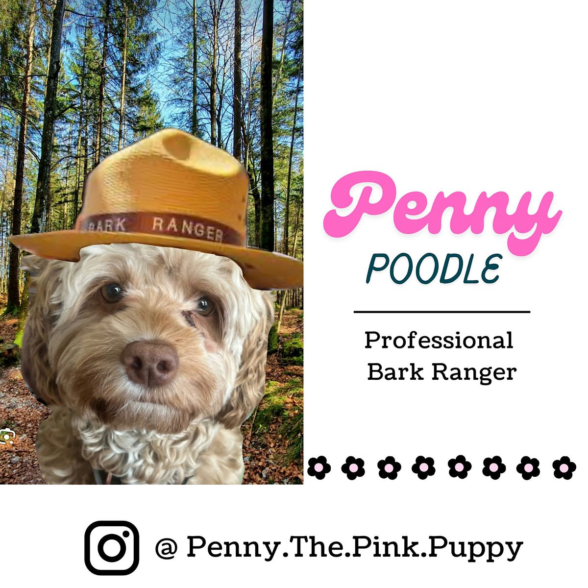 Dog Friendly Guided Hike -  Lands End  Trail, 25 October | Event in San Francisco | AllEvents