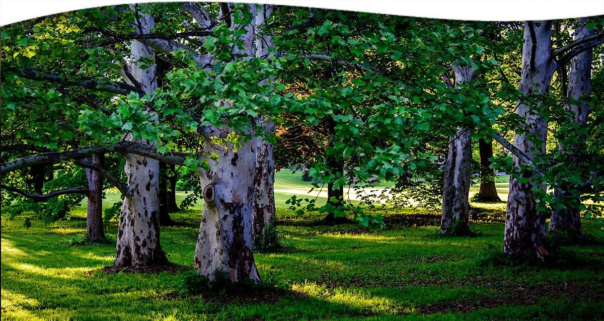 Forest Bathing Walk, 26 July | Event in Wheaton | AllEvents