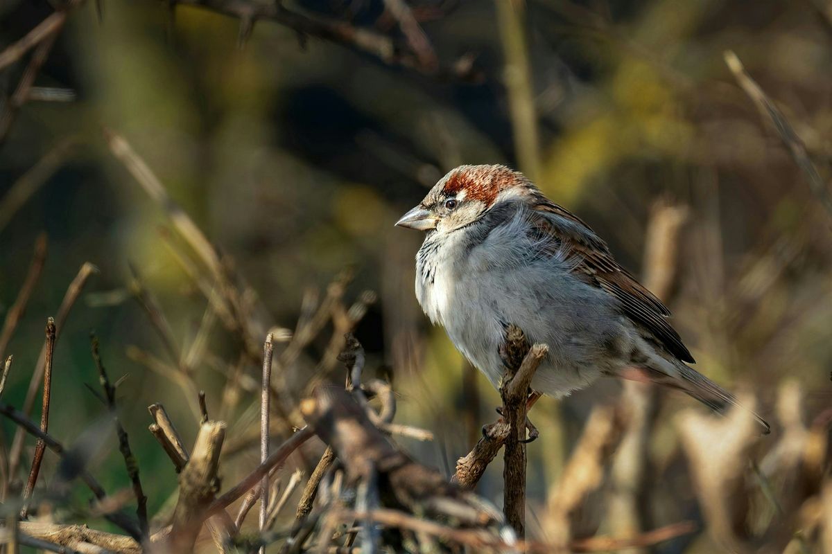 Birding at Burden December 2025, 6 December | Event in Baton Rouge | AllEvents