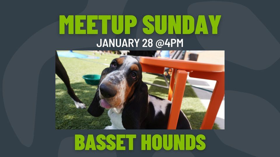 Meetup Sunday Basset Hounds, Paws and Pints, Norwalk, January 28 2024
