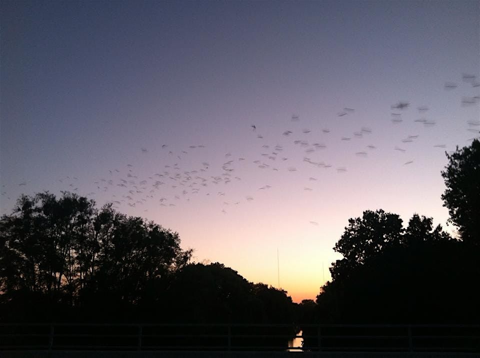 Sunset Bat Flyout Paddle, 8 August | Event in Galt | AllEvents