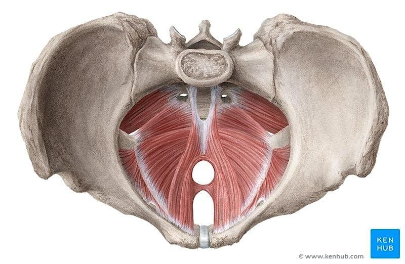 Let's Talk Pelvic Floor, 13 June | Event in Parsippany-Troy Hills | AllEvents