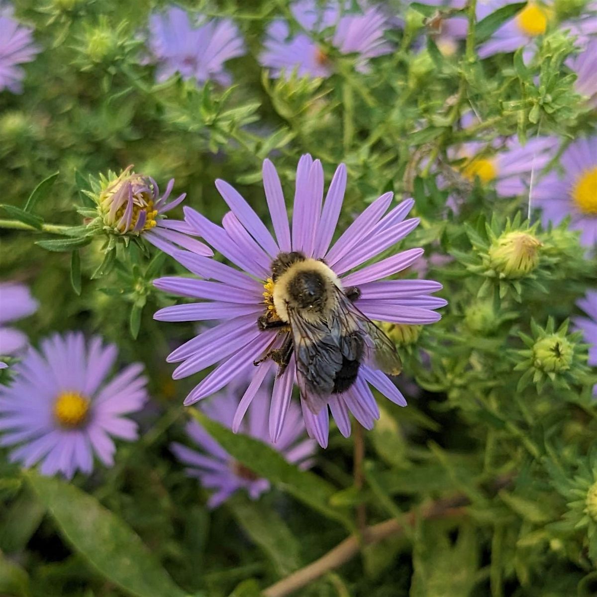 Wildflower Walk | Event in Pleasantville | AllEvents