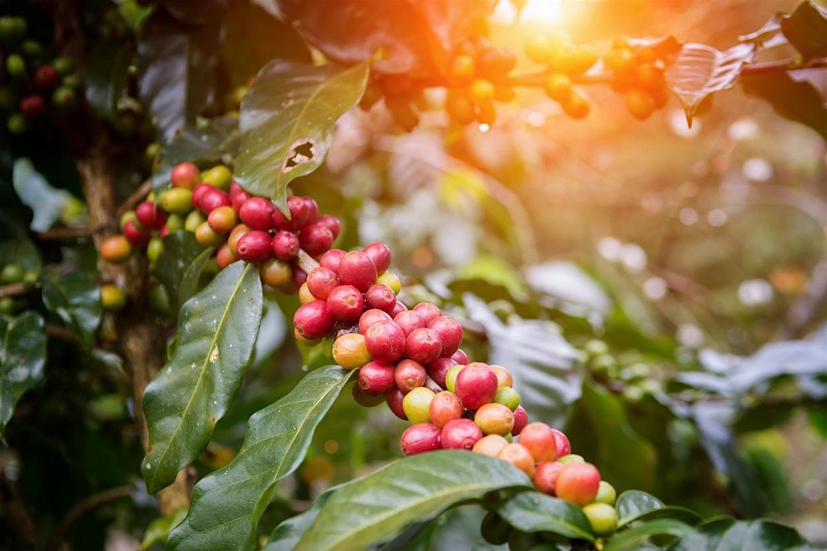 Tasting Terroir Coffee, 8 November | Event in Worcester | AllEvents