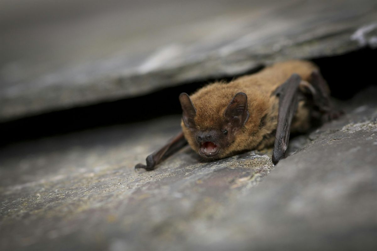 Bat Walk at Lunt Meadows, 28 October | Event in Liverpool | AllEvents