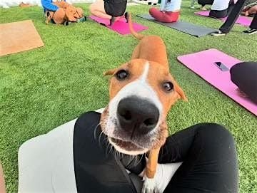 JUNE Puppy Yoga @ Eastdale, 9 June | Event in Poughkeepsie | AllEvents