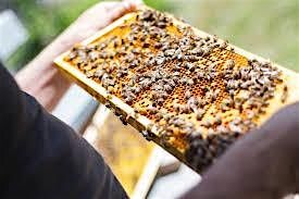 Summer Lecture: Beekeeping Basics, 30 July | Event in Colchester | AllEvents