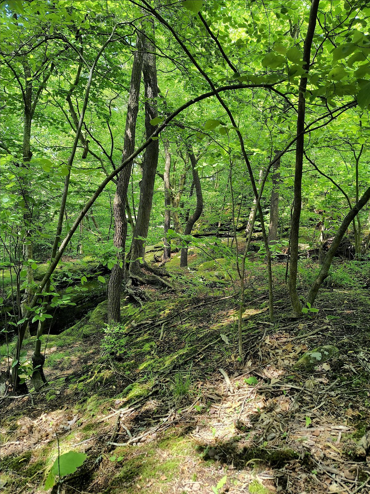 Forest Bathing (Shinrin Yoku) 11-15-25, 15 November | Event in Mentor | AllEvents