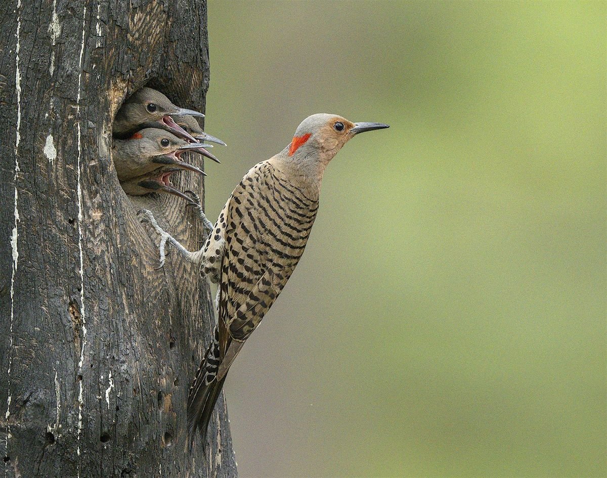 Woodpecker: A Year in the Life of North American Woodpeckers, 6 December | Event in Bainbridge Island | AllEvents