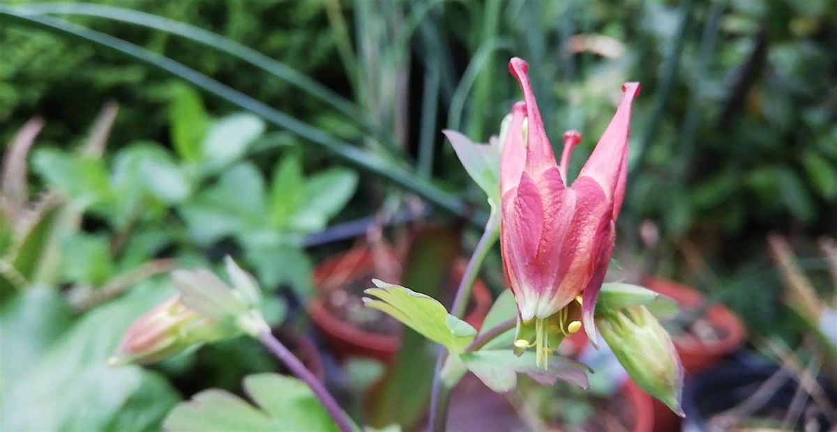 Portati un vaso! COMPOSIZIONE DI BOTANICHE METICCE, 11 October | Event in Bologna | AllEvents