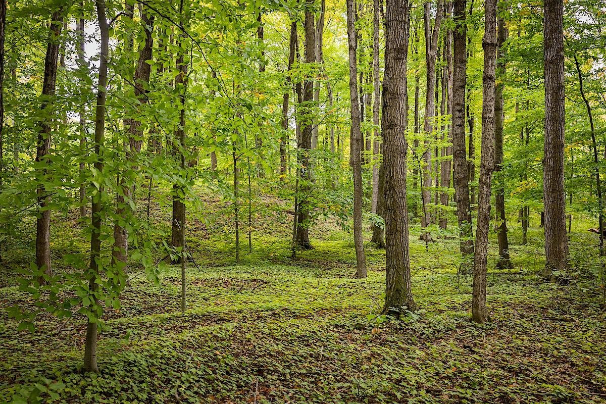 Summer Forest Bathing: shinrin-yoku, 16 August | Event in Shelburne | AllEvents