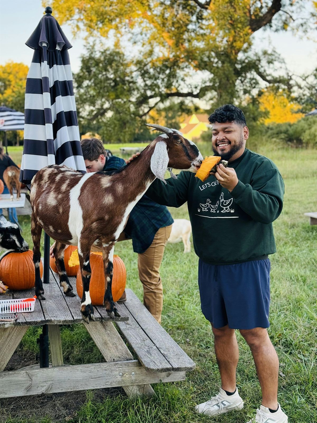 Pumpkin Carving with Goats, 11 October | Event in Fremont | AllEvents