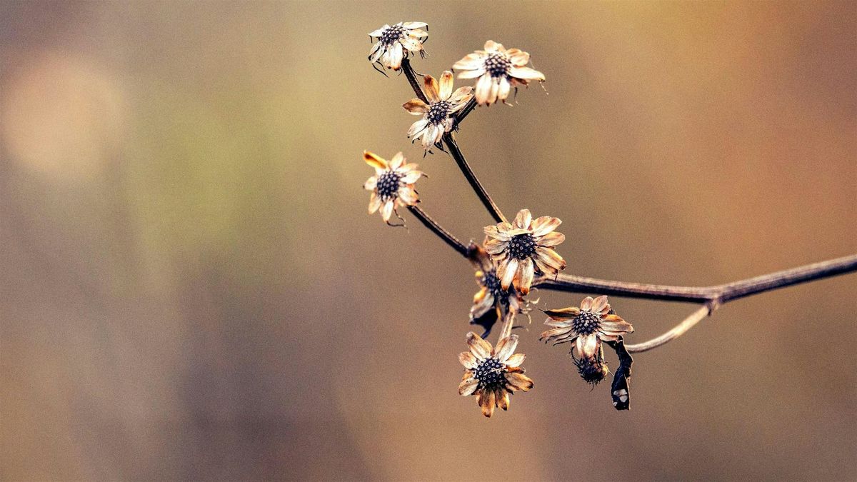 Photo Walk, 15 November | Event in Devon | AllEvents