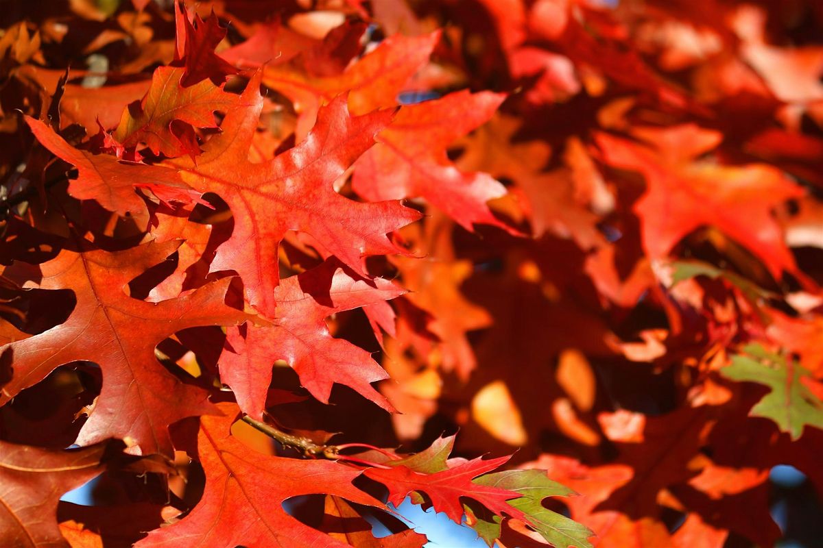Perennials, Trees and Shrubs for Fall Color, 11 October | Event in Fairfax | AllEvents