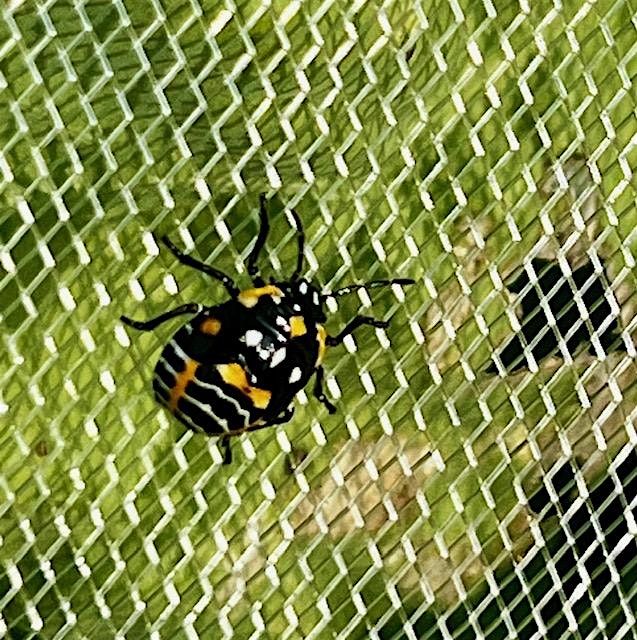Bug Hunt!, 8 July | Event in Westminster | AllEvents