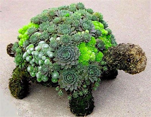 Turtle Succulent Topiary Workshop, 21 October | Event in Saanichton | AllEvents