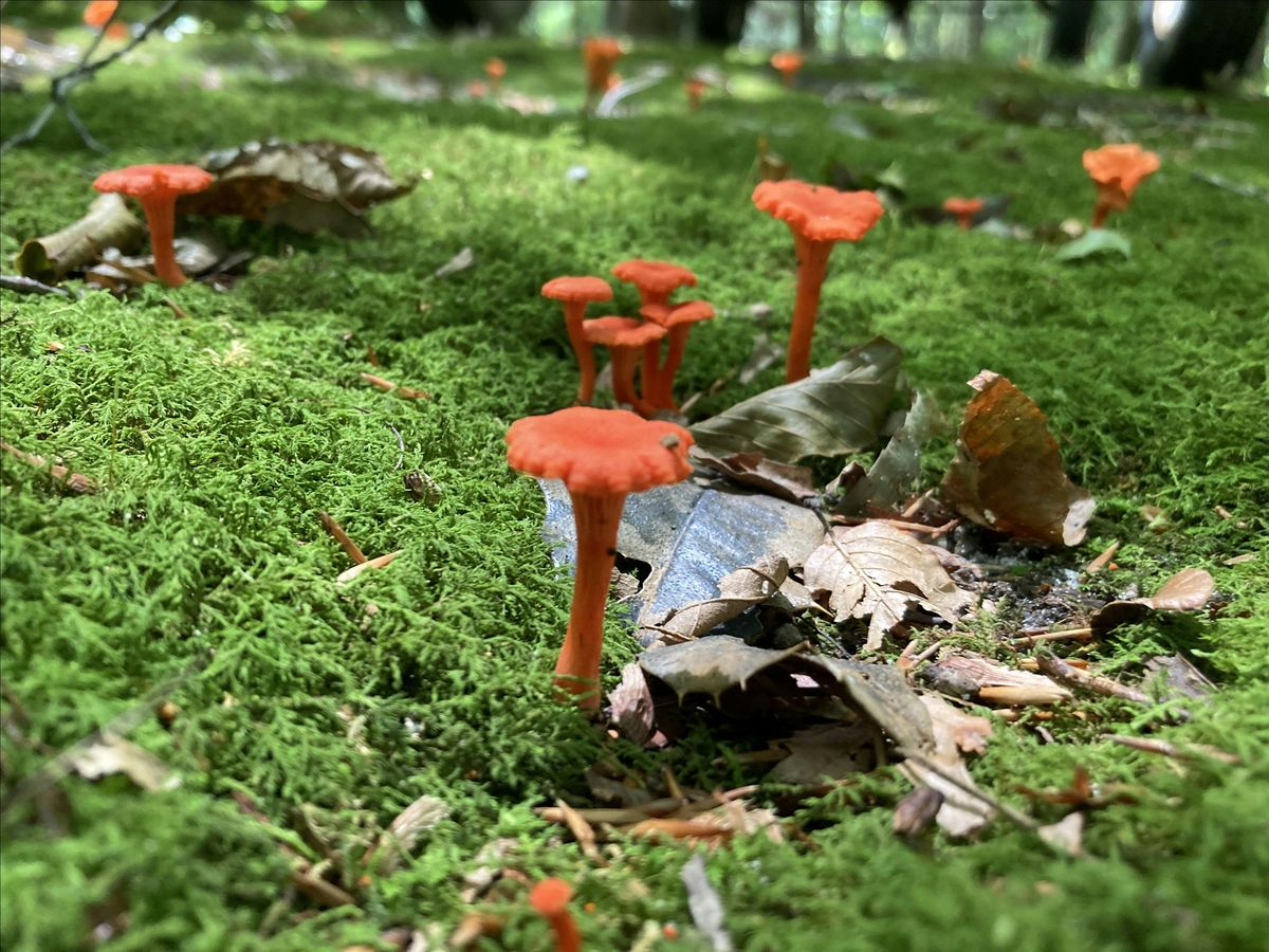 Mushroom 101 and Foraging Class, 13 September | Event in Berlin | AllEvents