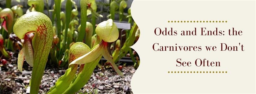 Odds and Ends: the Carnivorous Plants we don't see Often, 31 January | Event in Washington | AllEvents
