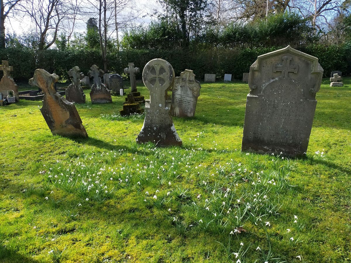 Nash Churchyard BioBlitz - Evening Session, 13 June | Event in Ludlow | AllEvents