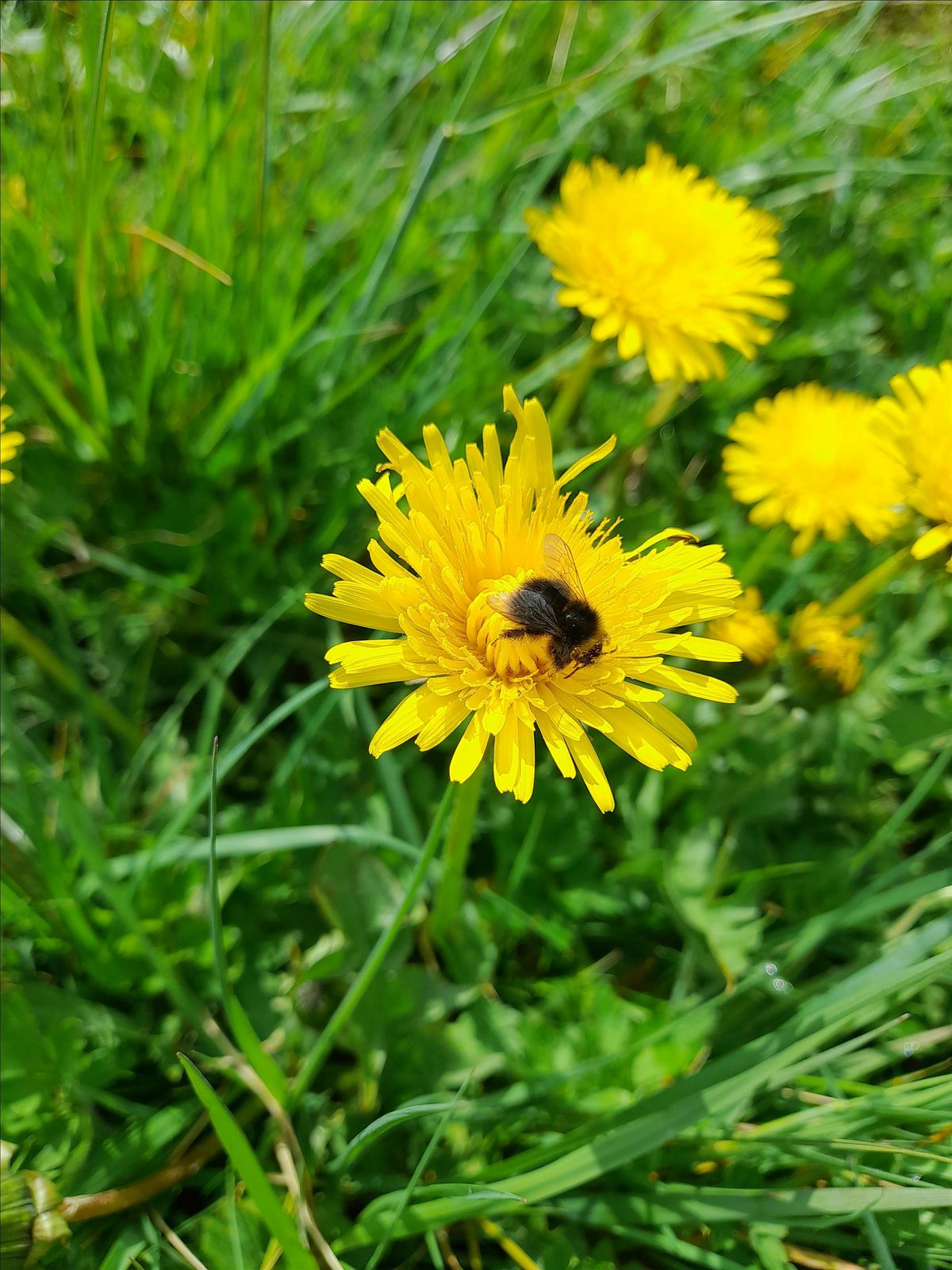 Plants and Pollinators survey at Biddulph Valley Park | Event in Biddulph | AllEvents